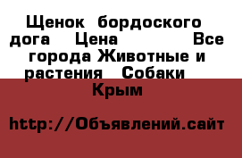 Щенок  бордоского  дога. › Цена ­ 60 000 - Все города Животные и растения » Собаки   . Крым